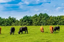 Cows On On Farmland. Herd of cows at summer green field