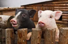 two pigs in zoo garden