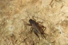 House cricket (Acheta domestica). Wild life animal.