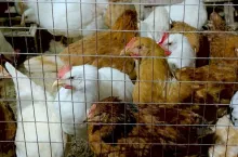Domestic hens behind a wire fence. Close up many chickens in metal cage. Raising chickens for eggs.