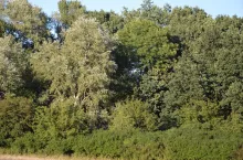 zagajnik, zadrzewienia, drzewa, krzewy