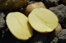 ziemniak