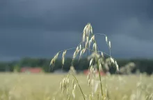 owies, zboże