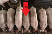 Top view of Young pigs in hog farms, Pig industry
