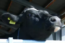 Wyleczenie zwierząt dotkniętych przez M. bovis jest dużym wyzwaniem, ponieważ bakteria ta jest oporna na większość antybiotyków.