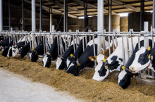 437315