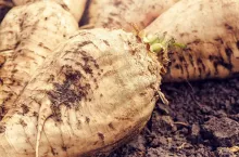 Harvested sugar beet crop root pile on the ground, selective focus