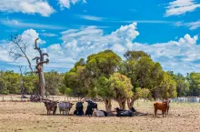 Cows grazing in the meadow at country WA Perth Australia