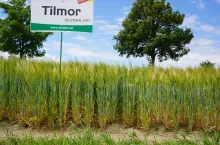 Tilmor – wybitnie plonująca odmiana jęczmienia jarego, z bardzo grubym ładnym ziarnem
