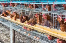 egg chicken farm