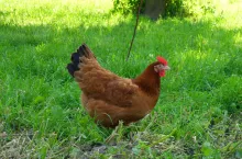 SAMSUNG DIGITAL CAMERA
