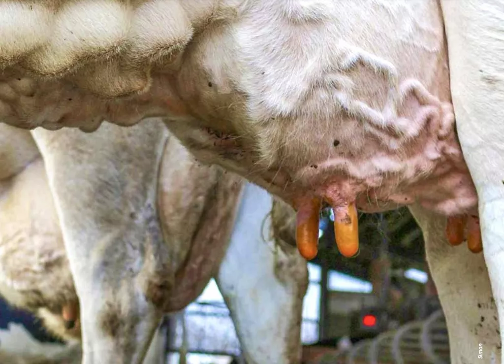 &lt;p&gt;Wysoką wydajność mleczną mają tylko krowy zdrowe. Wskazują na to aktualne wyniki badań, które zostały zaprezentowane na tegorocznej konferencji na temat mastitis w Wyższej Szkole w Hanowerze&lt;/p&gt;