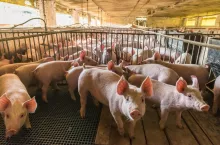 Pig farms in confinement mode
