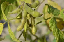 soja, rośliny strączkowe, bobowate