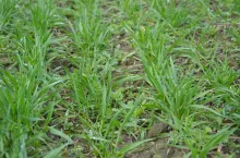 chwasty zboże marzec, zachwaszczone zboża