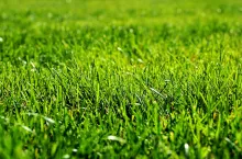 &lt;p&gt;Jak zasiać i zadbać o trawnik z mikrokoniczyną?&lt;/p&gt;