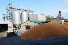 kukurydza zboża