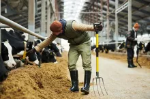 Young man with pitchfork bending over feeder with forage while checking number on automatic collar on neck of purebred dairy cow