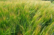 jęczmień jary, pole, plantacja, zboża jare