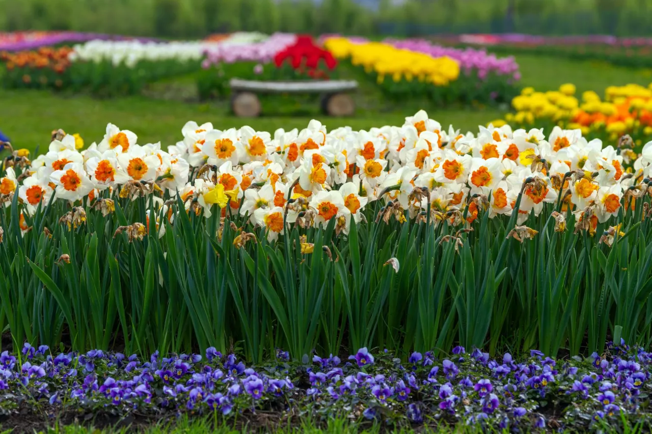 &lt;p&gt;TOP 12 wiosennych kwiatów, które ożywią każdy ogród paletą barw&lt;/p&gt;