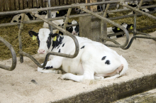 &lt;p&gt;Zapewnienie wygodnego i suchego miejsca do leżenia również dla młodego bydła, jest bardzo ważne w zapobieganiu powstawaniu Mortellaro w przyszłości&lt;/p&gt;