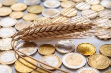 Ears of wheat on a clear surface, and coins beside it. Cost of grain, price increase, grain prices.