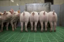 436799