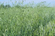 chwasty, owies głuchy w pszenicy jarej