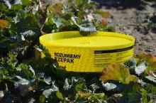Żółte naczynia to skuteczna metoda monitoringu szkodników rzepaku