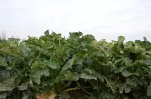 rzepak, wydłużanie pędu