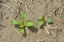 burak chwasty dwuliścienne powojowate