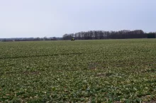 &lt;p&gt;Pod kątem uprawy pola w gospodarstwie państwa Dolińskich są idealne, wyrównane i zwykle jest to większy areał&lt;/p&gt;
