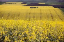 Close up on flowering yellow rape field