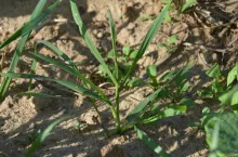 Perz na polu wiosną