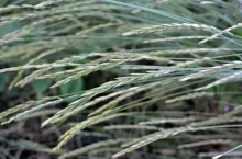 In the wild, a couch grass (Elymus repens) cereal plant grows in the meadow
