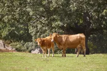 Cow and a calf grazing in the countryside. Pasture. Agriculture
