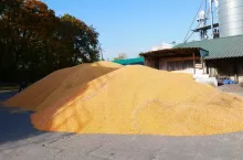 kukurydza zboża