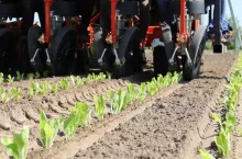 Sadzenie kapusty pekińskiej. Wymagania pokarmowe kapusty pekińskiej.