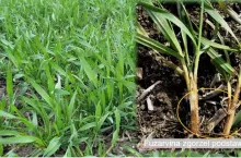 fuzaryjna zgorzel podstawy źdbła