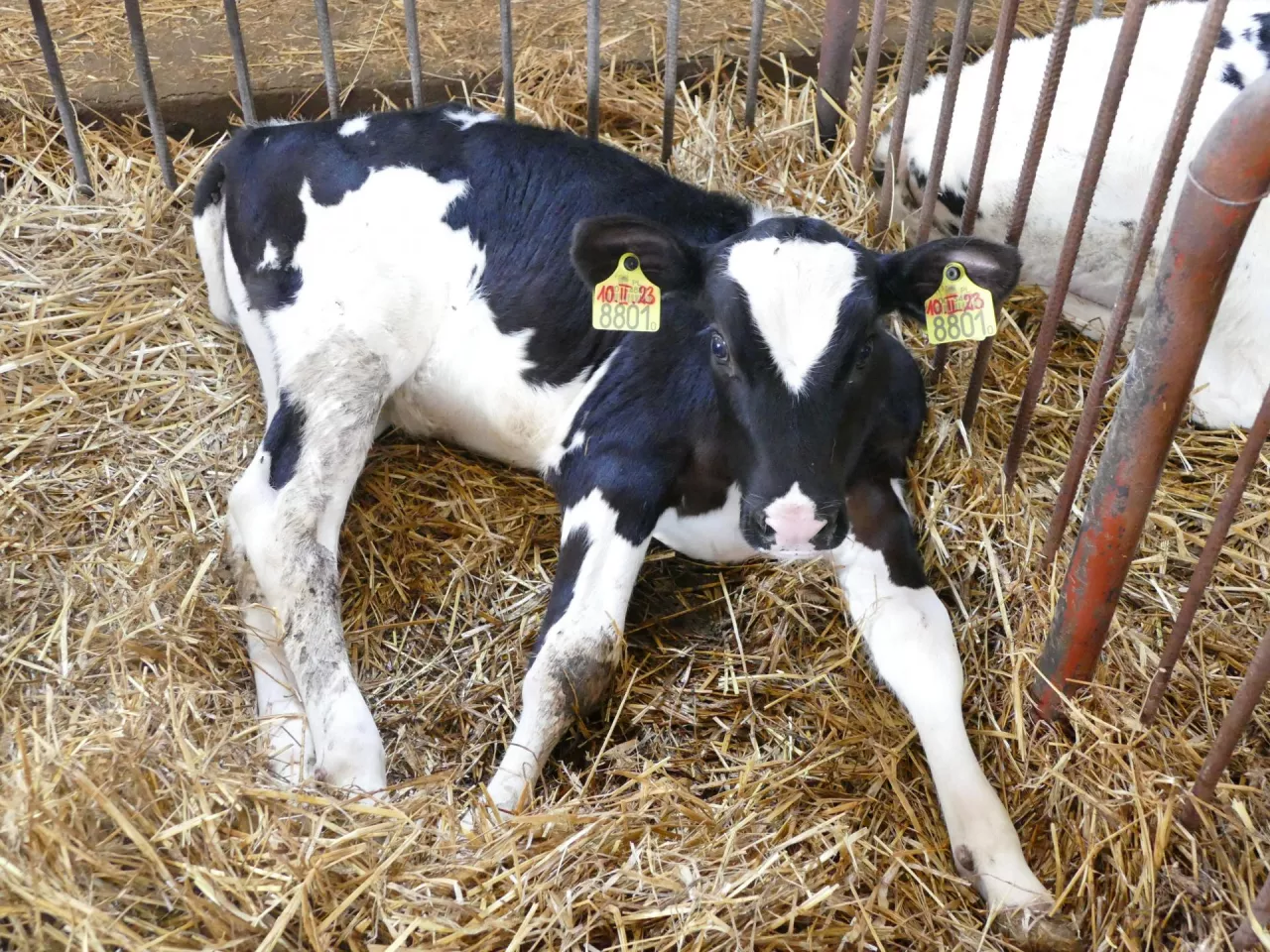 <p>Głównym bykiem, który wydaje się być nosicielem, jest Seagull-Bay Supersire, który otrzymał mutację od swojego ojca Roylane Socra Robust (Socrates x O Man). U znacznej części słabych cieląt Supersire występował w rodowodzie zarówno po stronie ojca, jak i matki.</p>