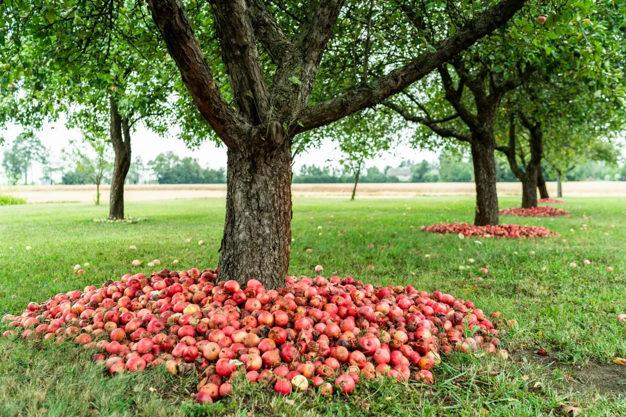 &lt;p&gt;Red apples fruits under apple tree in orchard.&lt;/p&gt;