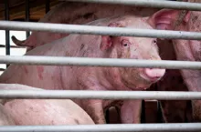&lt;p&gt;Pigs in truck transport from farm to slaughterhouse. Meat industry. Animal meat market. Animals rights concept. Pig suffering during delivery to pork processing factory. Swine flu (H1N1 virus)carrier.&lt;/p&gt;
