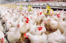Indoors chicken farm, chicken feeding