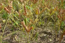 łubin biały, strączkowe, bobowate grubonasienne, chwasty