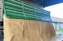 Skup pszenicy po 1400 zł. Kiedy i jakie warunki?