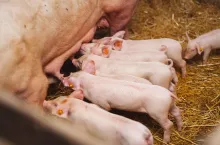 group of piglets sucking milk on organic pig farm agribusiness