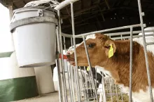 Napój jogurtowy pozytywnie wpływa na trawienie, ponieważ zawarty w nim cukier mleczny (laktoza) został już wstępnie strawiony. Nadaje się do podawania na zimno