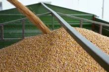 &lt;p&gt;Dopłaty do pszenicy i kukurydzy: ministerstwo rolnictwa zmienia termin sprzedaży zboża&lt;/p&gt;