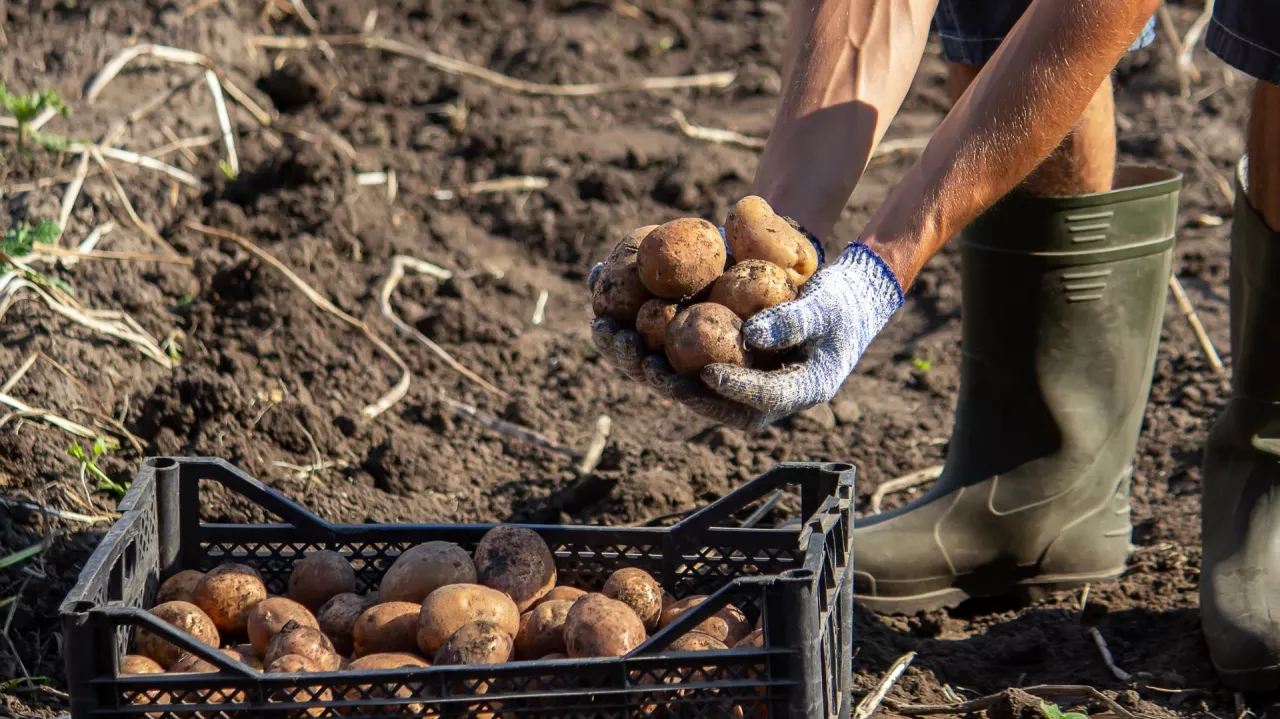 &lt;p&gt;Wszystko, co musisz wiedzieć o uprawie ziemniaków! Jak je sadzić i pielęgnować?&lt;/p&gt;