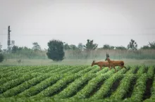 Roe deer couple in soybean field in spring. European wildlife.